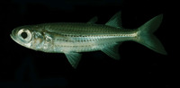 Atherinomorus endrachtensis, Eendracht Land silverside: