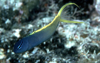 Meiacanthus atrodorsalis, Forktail blenny: aquarium