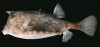 Lactoria diaphana, Roundbelly cowfish: aquarium