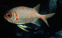 Myripristis violacea, Lattice soldierfish: fisheries