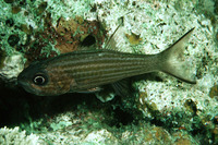 Cheilodipterus alleni, :