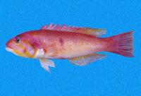 Decodon melasma, Blackspot wrasse: fisheries
