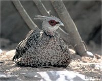 White-crested Kalij Pheasant Lophura leucomelanos hamiltoni