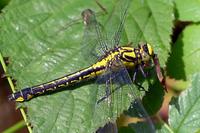 Gomphus vulgatissimus - Club-tailed Dragonfly