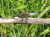 Orthetrum cancellatum - Black-tailed Skimmer