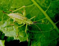 Barbitistes constrictus