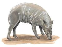 Image of: Babyrousa babyrussa (babirusa)