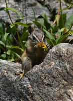 Image of: Tamias minimus (least chipmunk)