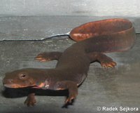 Pachytriton labiatus