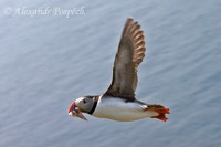 Fratercula arctica - Atlantic Puffin