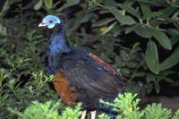 Lophura ignita - Crested Fireback