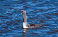 Gavia stellata - Red-throated Diver