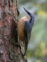 Sitta europaea - Wood Nuthatch