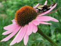 Image of: Hemaris diffinis (snowberry clearwing)