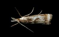 Image of: Microcrambus elegans