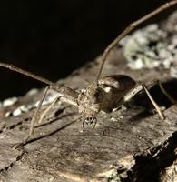 Image of: Monochamus notatus (northeastern sawyer beetle)