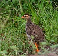 Image of: Francolinus icterorhynchus (Heuglin's francolin)