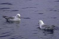 Image of: Fulmarus glacialis (northern fulmar)