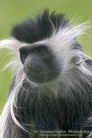 Colobus angolensis palliatus