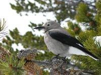 Image of: Nucifraga columbiana (Clark's nutcracker)