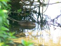 Ondatra zibethicus - Muskrat