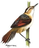 Image of: Phleocryptes melanops (wren-like rushbird)