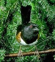 Image of: Pipilo erythrophthalmus (eastern towhee)