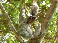 Bradypus variegatus - Brown-throated Three-toed Sloth