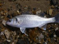 Dicentrarchus labrax - Common Bass