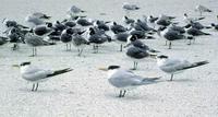 Image of: Sterna maxima (royal tern)