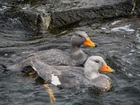 Image of: Tachyeres pteneres (flightless steamerduck)