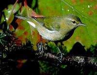 Image of: Vermivora peregrina (Tennessee warbler)