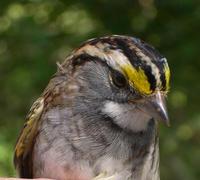 Image of: Zonotrichia albicollis (white-throated sparrow)