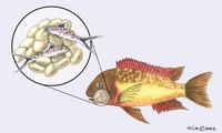 Image of: Cichlidae (cichlids), Tropheus moorii