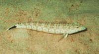Image of: Synodus jaculum