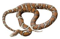 Image of: Lampropeltis triangulum (milk snake)