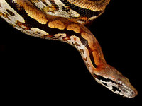 Acrantophis madagascariensis - Madagascar Boa