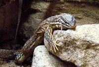 Varanus acanthurus - Ridge-tailed Monitor