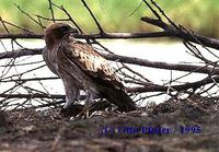 Booted Eagle - Hieraaetus pennatus