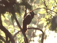 Black-hooded Laughingthrush - Garrulax milleti