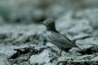 Sand Lark - Calandrella raytal