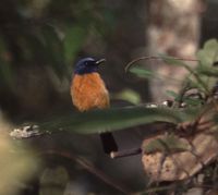 Blue-fronted Flycatcher - Cyornis hoevelli