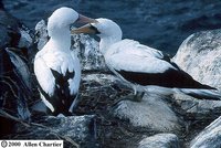 Nazca Booby - Sula granti