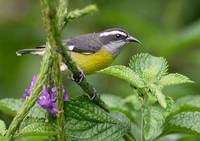 Bananaquit (Coereba flaveola) photo