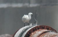 Black-faced Spoonbill - Platalea minor