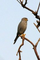 Gray Kestrel - Falco ardosiaceus