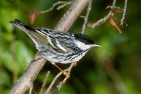 Blackpoll Warbler (Dendroica striata) photo