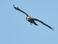 European Marsh Harrier (Circus aeruginosus) photo