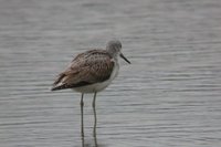 Common Greenshank - Tringa nebularia