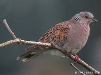 Eurasian Turtle-Dove - Streptopelia turtur